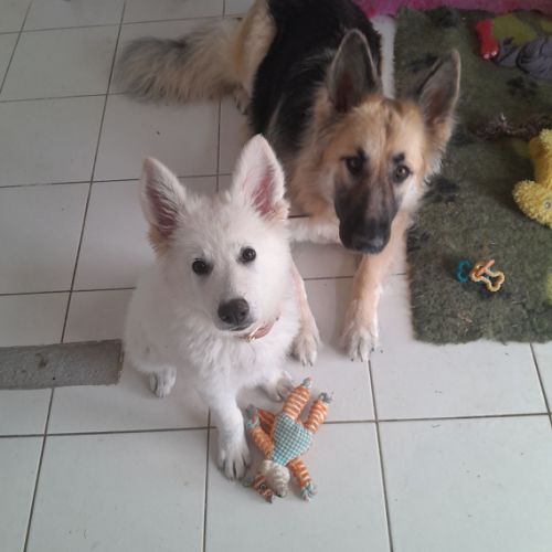 Cyrka et Zenyth