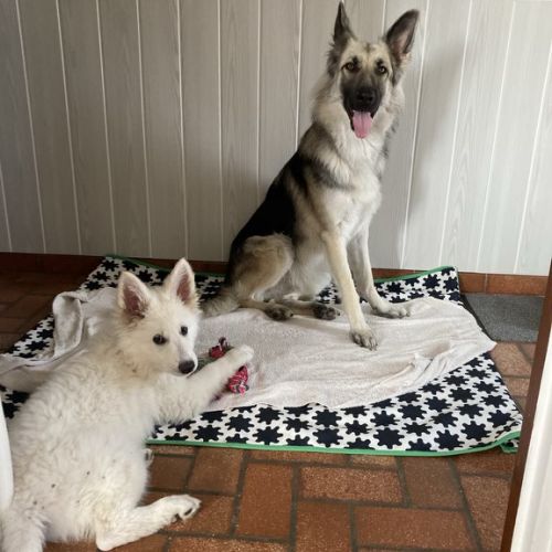 Cysko et Vyrka