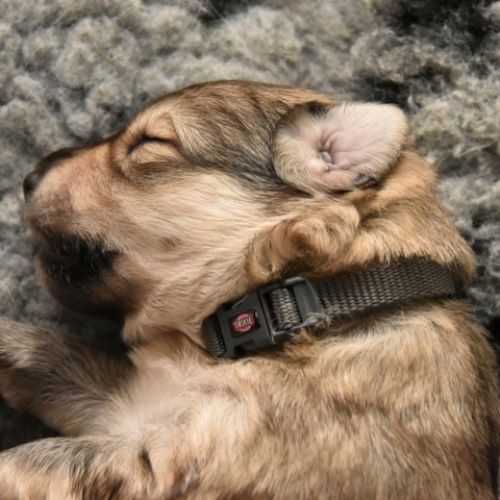 Louve Peanuts 2 semaines