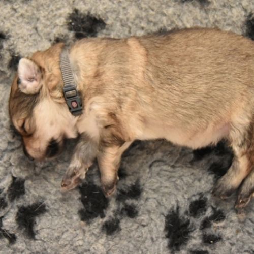 Louve Peanuts 2 semaines