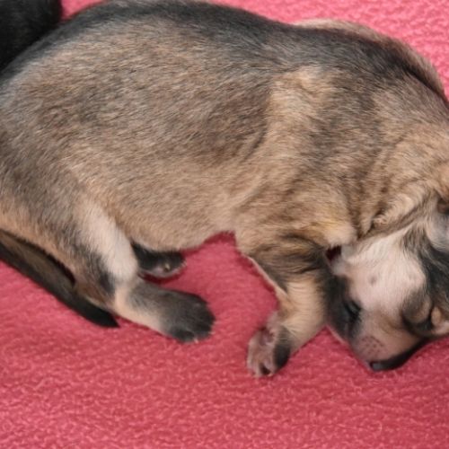 Louve Peanuts 1 semaine