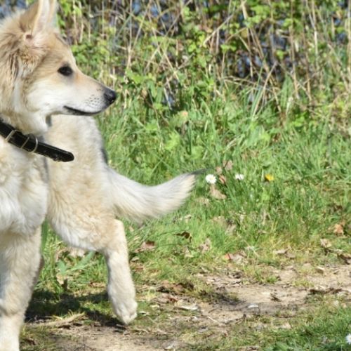 Louve Peanuts 4 mois