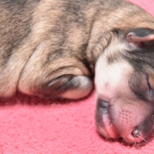 Louve Peanuts 1 jour