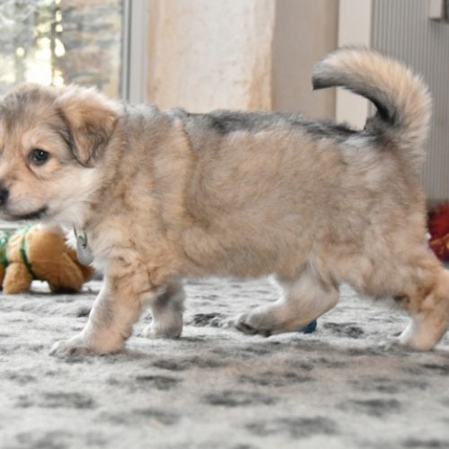 Louve Peanuts 5 semaines