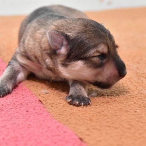 Louve Peanuts 1 semaine