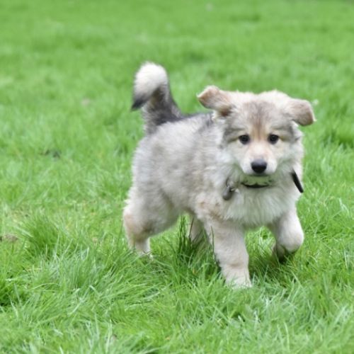 Louve Peanuts 8 semaines