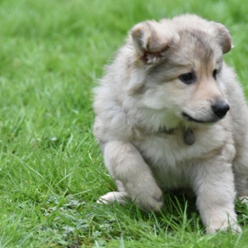 Louve Peanuts 8 semaines