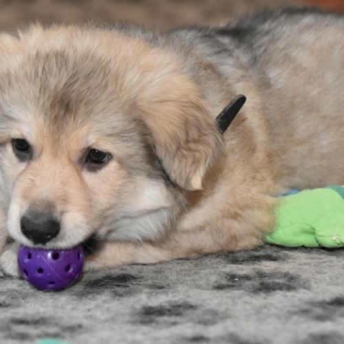 Louve Peanuts 7 semaines