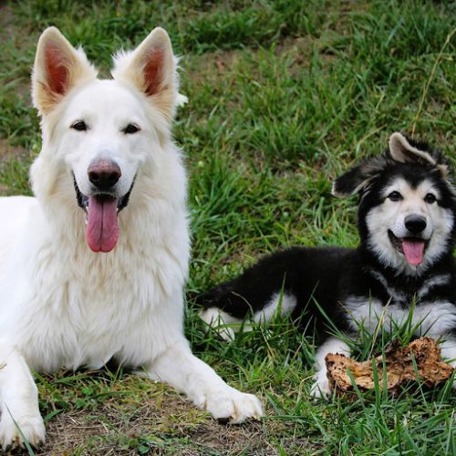 Yaeka et Koda
