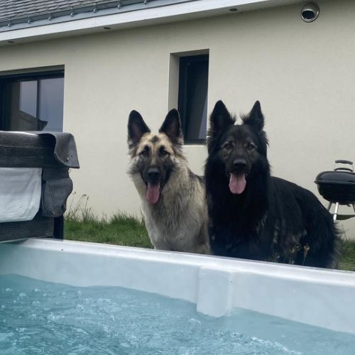 Sanka et Snow