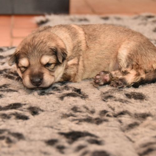 Louve Peanuts 2 semaines