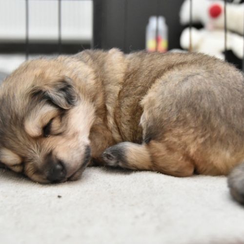 Louve Peanuts 3 semaines