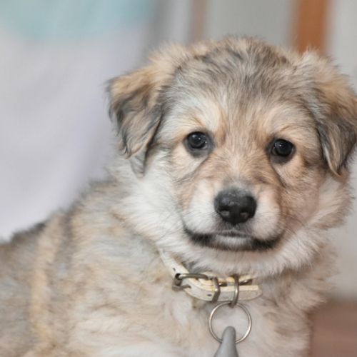 Louve Peanuts 5 semaines