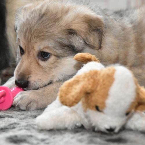 Louve Peanuts 6 semaines