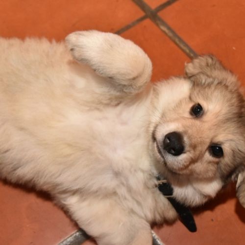 Louve Peanuts 7 semaines